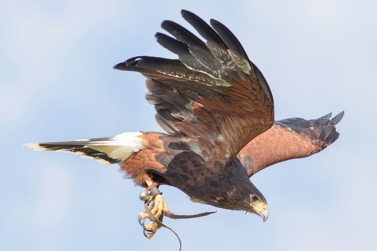 falcon flying through the air with a falconry bell attached to its leg