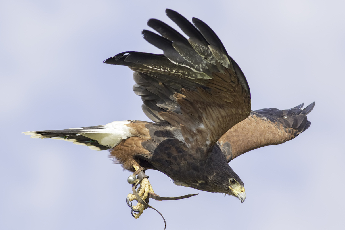 Did You Know: Falconry Bells Are Made from Phosphor Bronze